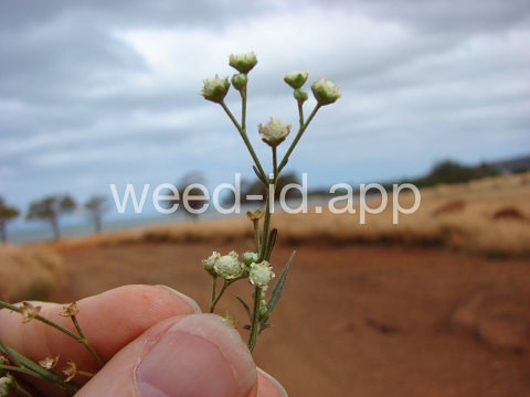 parthenium, ragweed